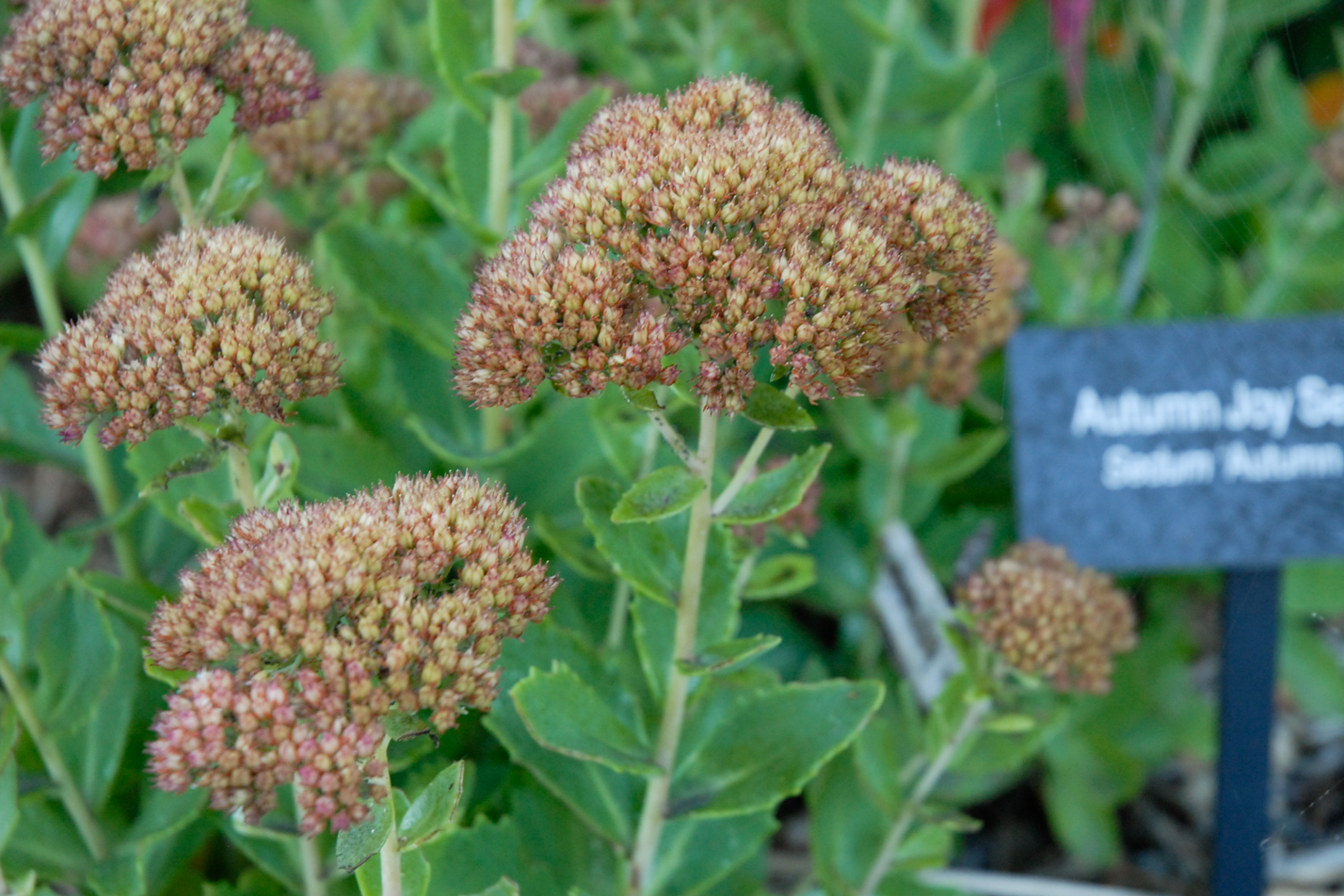 Autumn Joy Sedum